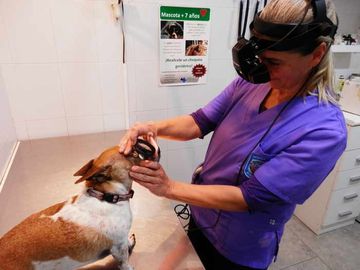 Clínica Veterinaria Martín Molina veterinaria revisando ojos de perro