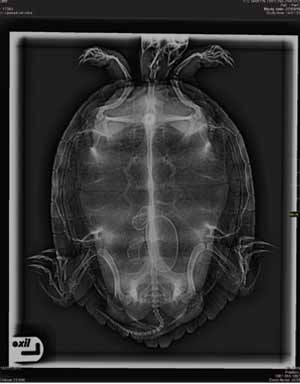 Clínica Veterinaria Martín Molina radiografía tortuga