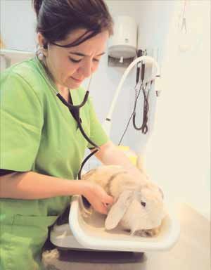 Clínica Veterinaria Martín Molina mujer examinando conejo