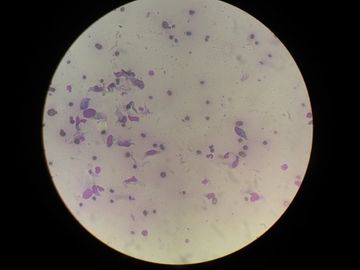 Clínica Veterinaria Martín Molina bacterias en microscopio