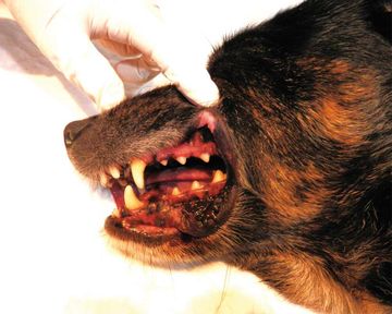 Clínica Veterinaria Martín Molina dientes de un perro
